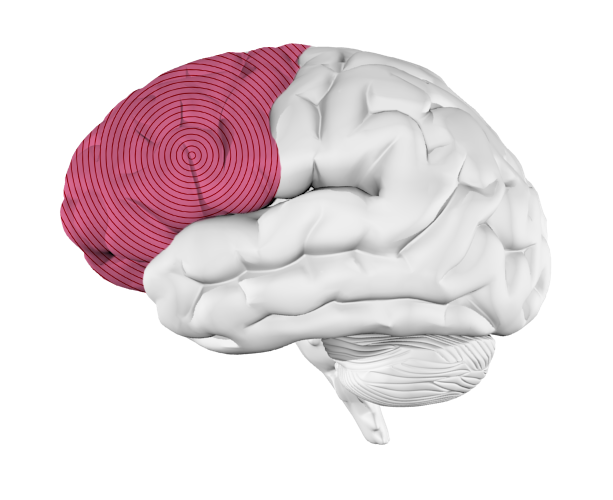 Frontal Lobe